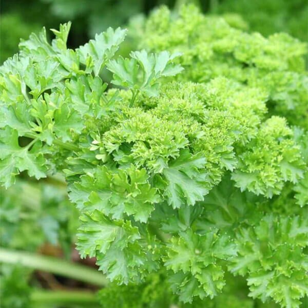 West Coast Seeds Parsley Seeds